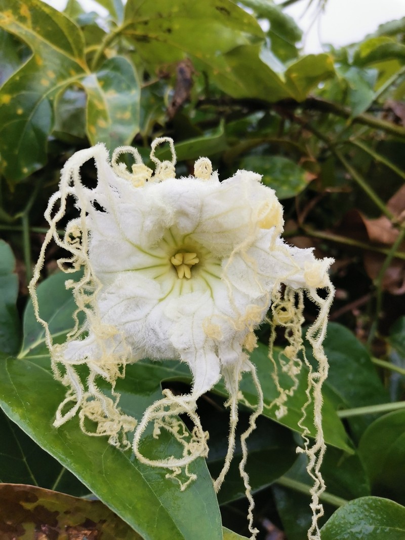 Hodgsonia macrocarpa photo 2