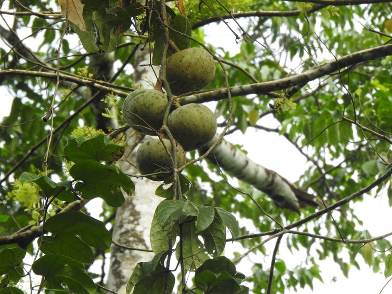Hodgsonia macrocarpa photo 3