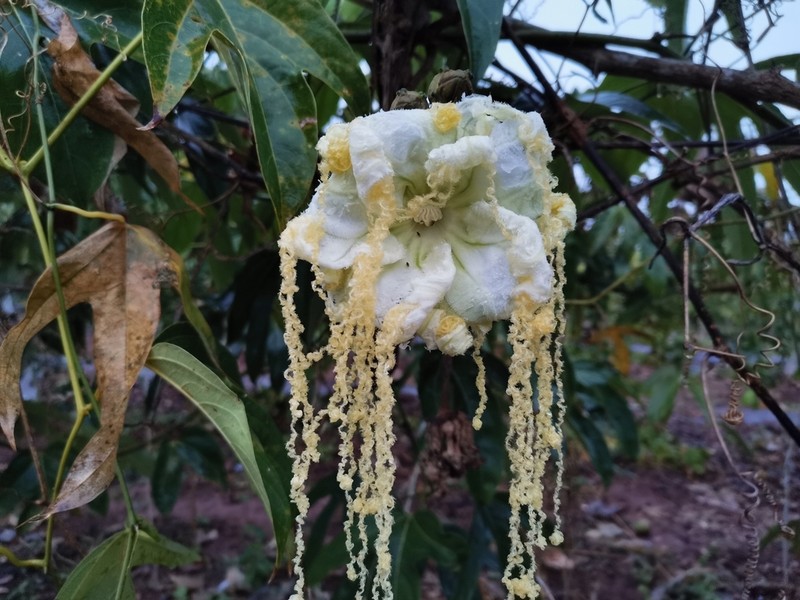 Hodgsonia macrocarpa photo 4
