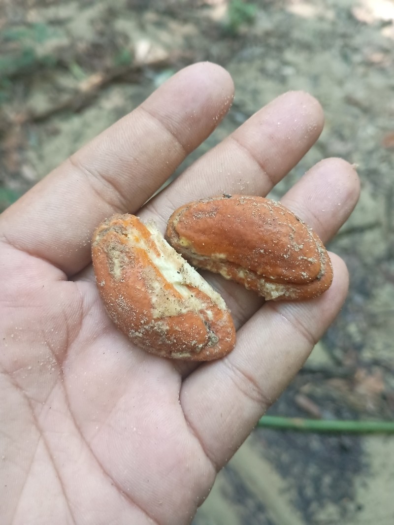 Hodgsonia macrocarpa photo 5