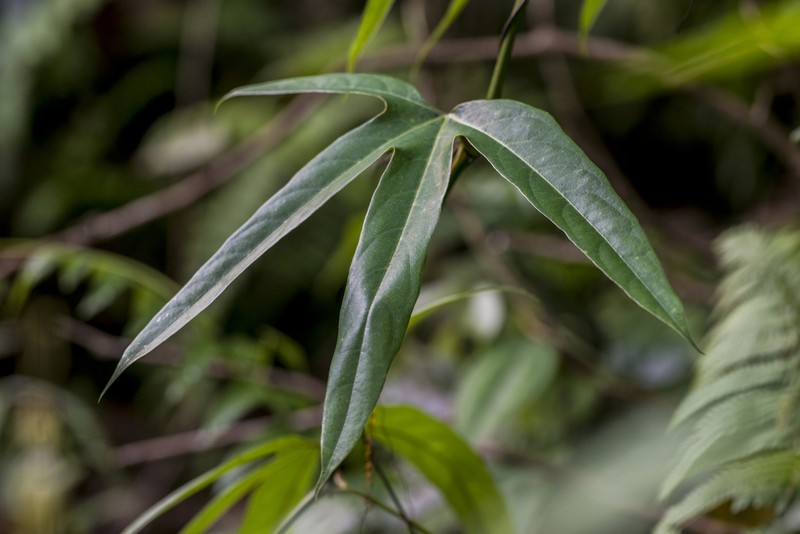 Hodgsonia macrocarpa photo 6