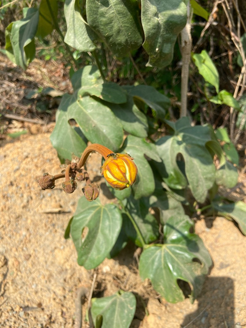 Hodgsonia macrocarpa photo 8