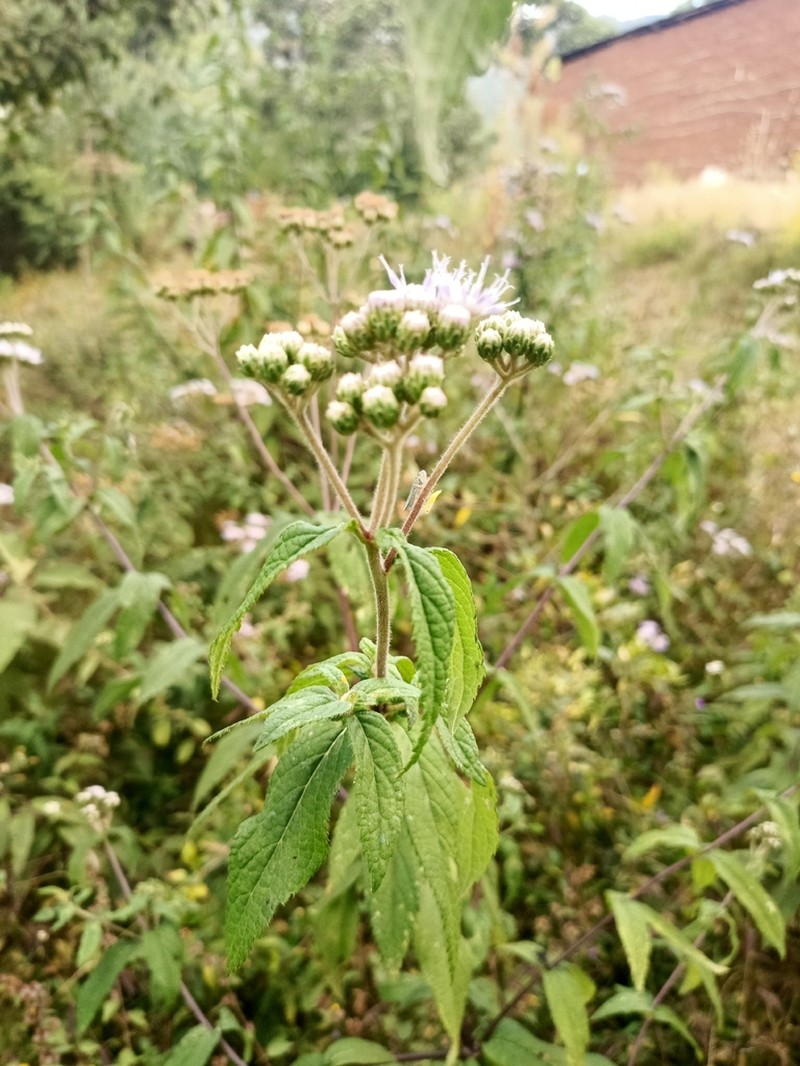 Hoffmannanthus abbotianus