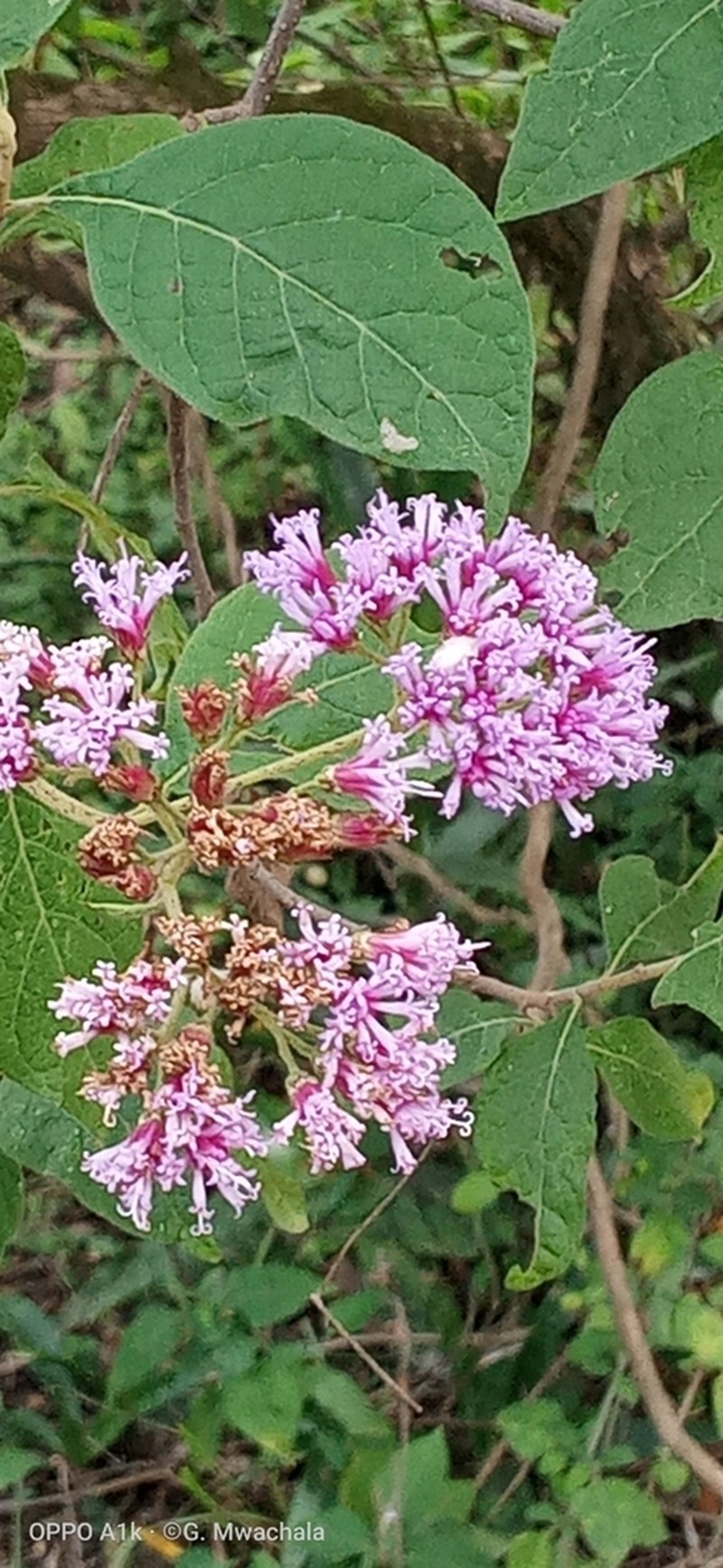 Hoffmannanthus abbotianus photo 2