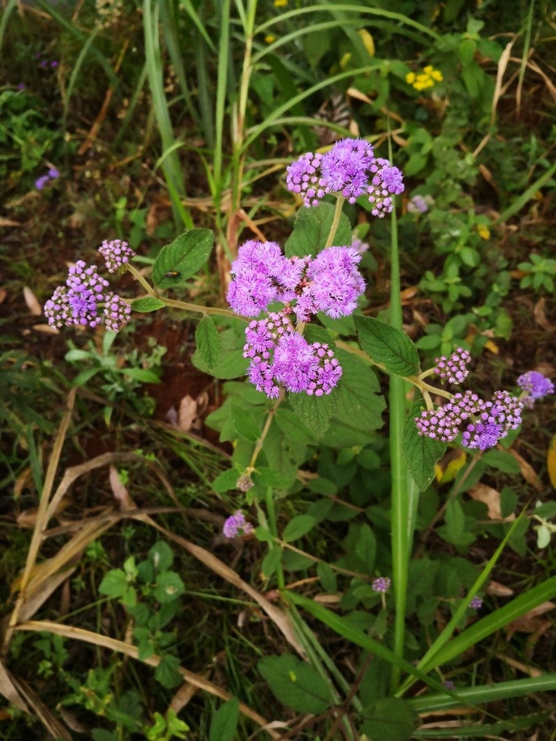 Hoffmannanthus abbotianus photo 3