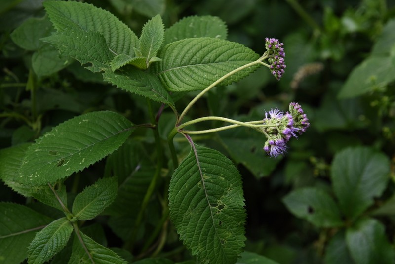 Hoffmannanthus abbotianus photo 6