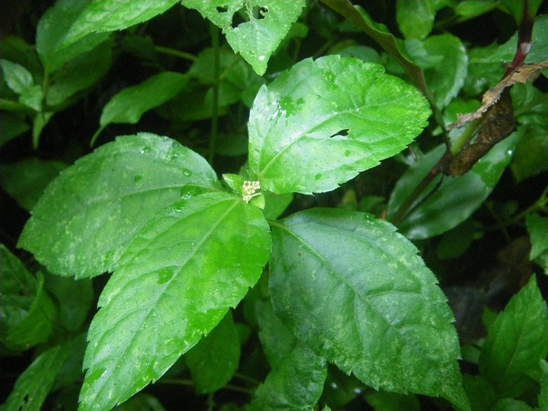 Hoffmanniella silvatica