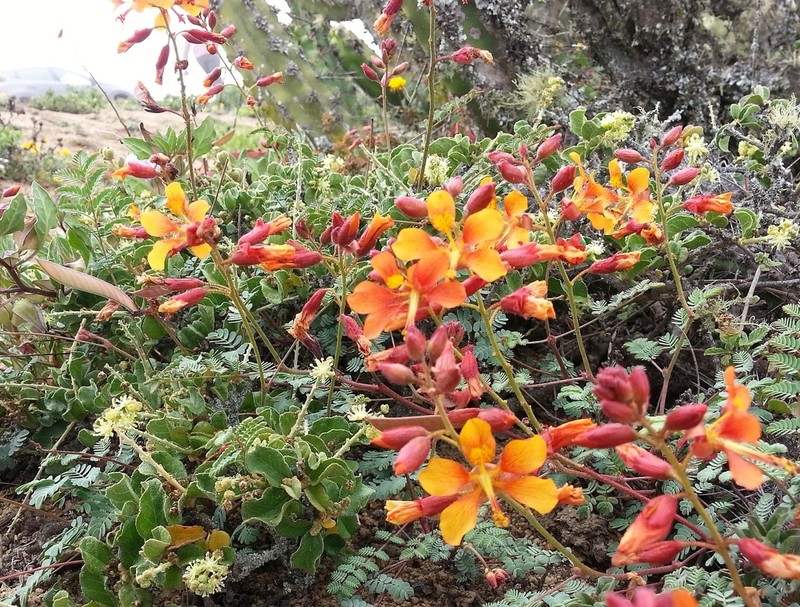 Hoffmannseggia arequipensis