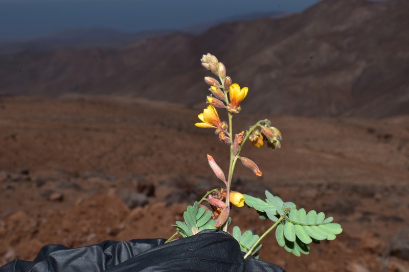 Hoffmannseggia arequipensis photo 3