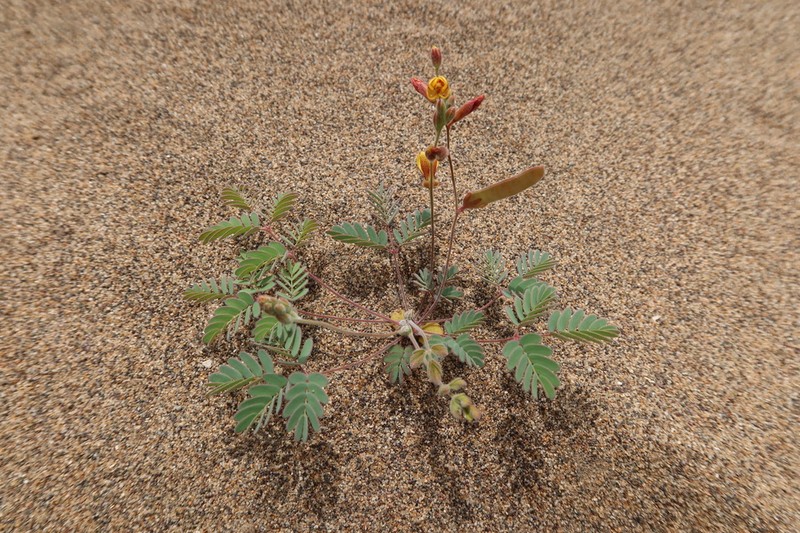 Hoffmannseggia arequipensis photo 4