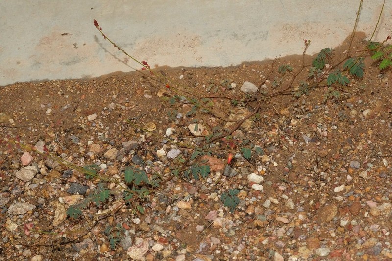 Hoffmannseggia arequipensis photo 5