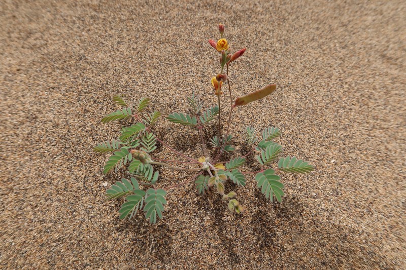 Hoffmannseggia arequipensis photo 8