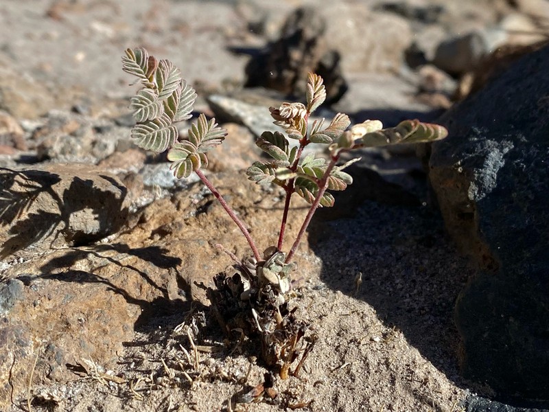 Hoffmannseggia doellii photo 8