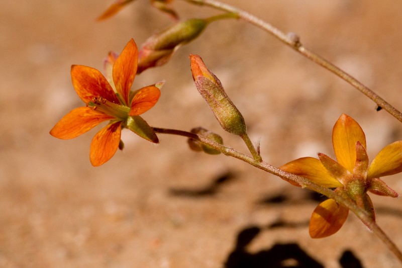 Sicklepod Holdback photo 5