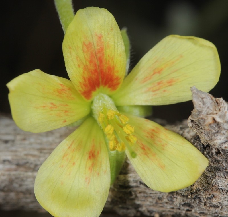 Sicklepod Holdback