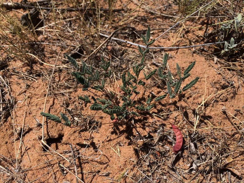 Sicklepod Holdback photo 2