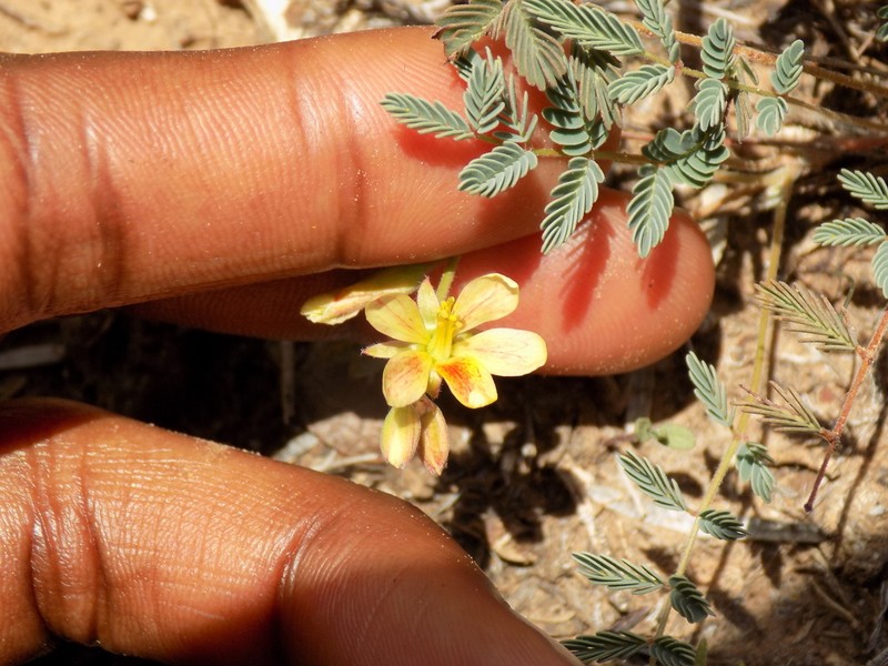 Sicklepod Holdback photo 3