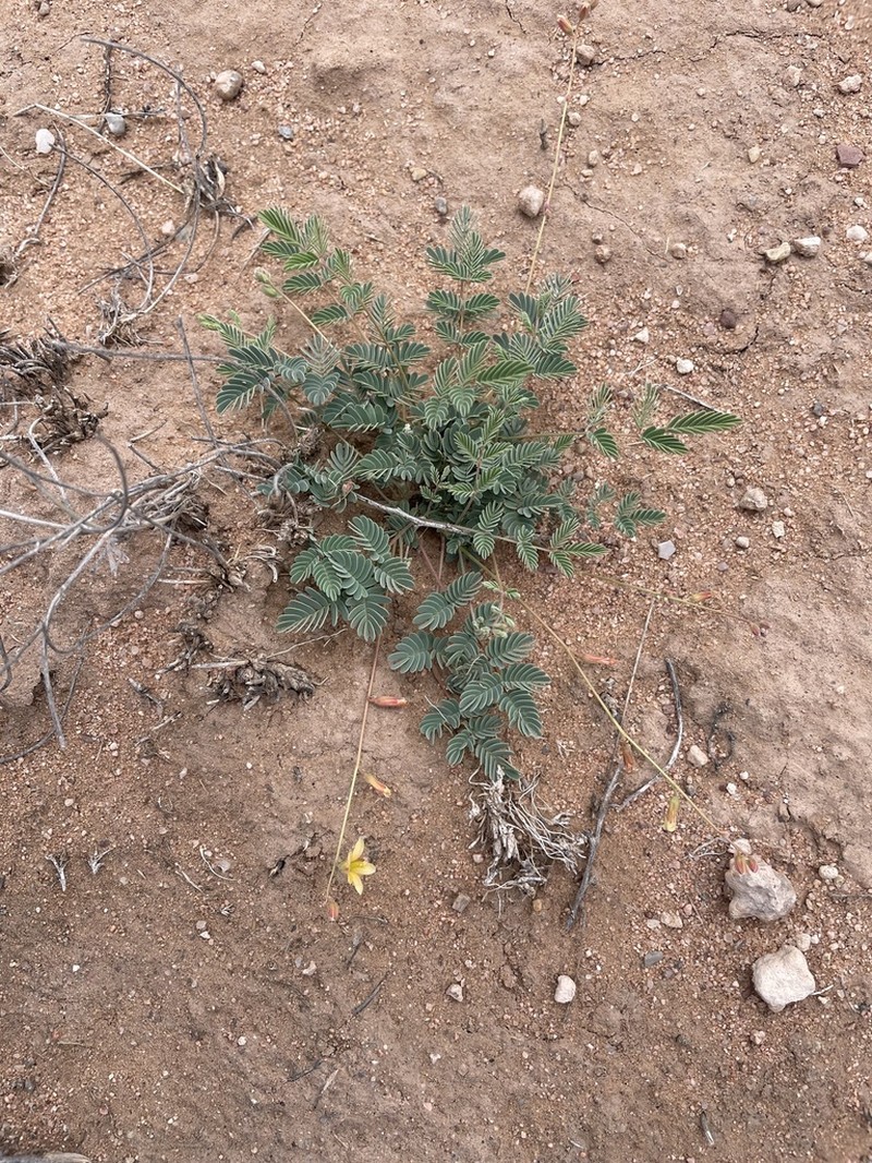 Sicklepod Holdback photo 4