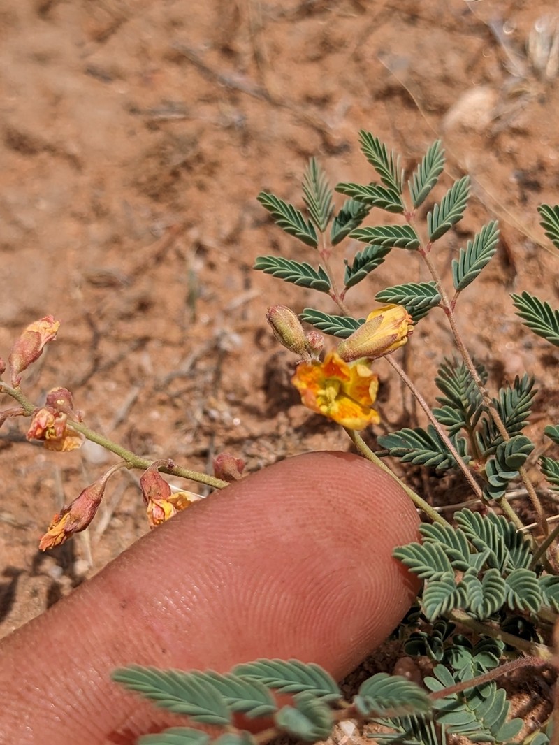 Sicklepod Holdback photo 5