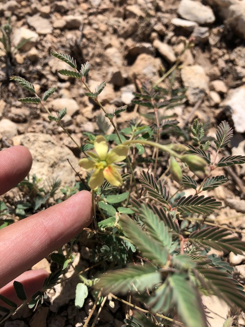 Sicklepod Holdback photo 6