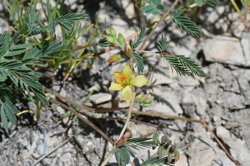 Sicklepod Holdback photo 7