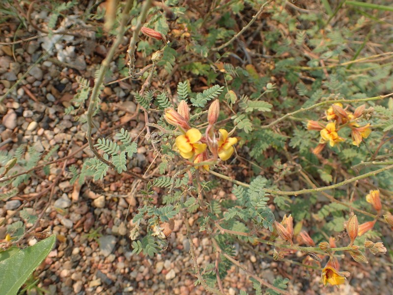 Sicklepod Holdback photo 8