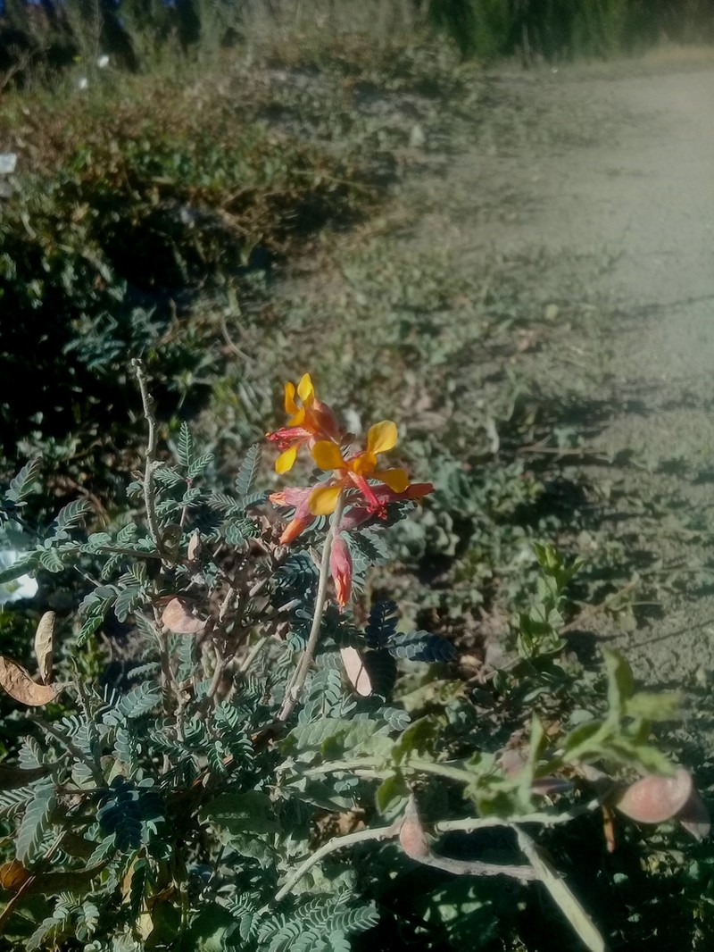 Hoffmannseggia erecta photo 2