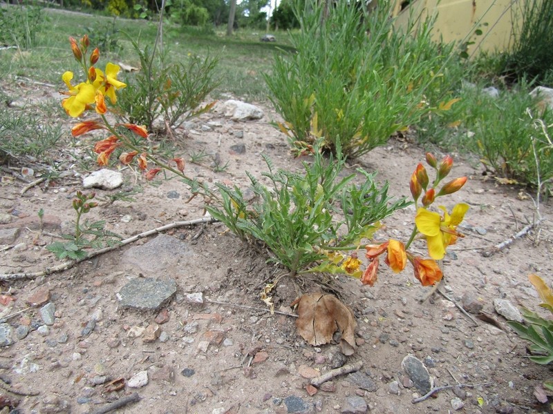 Hoffmannseggia erecta photo 5