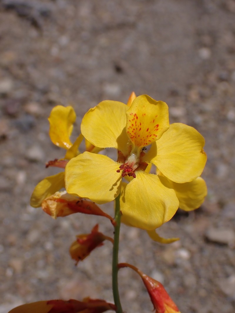 Hoffmannseggia erecta photo 6