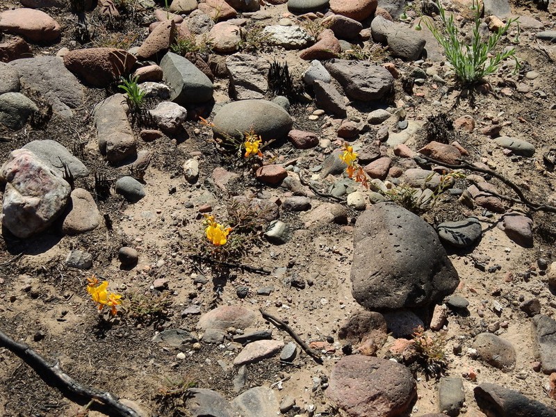 Hoffmannseggia erecta photo 8
