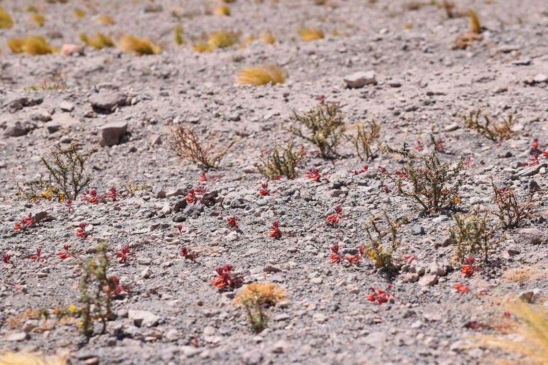 Hoffmannseggia eremophila