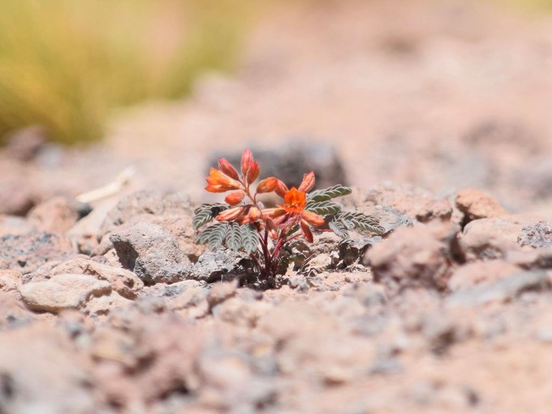 Hoffmannseggia eremophila photo 2