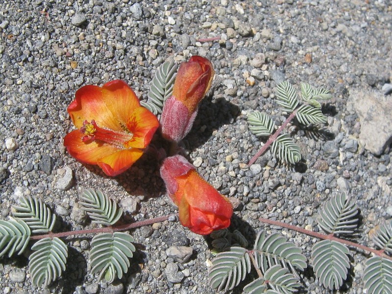 Hoffmannseggia eremophila photo 3