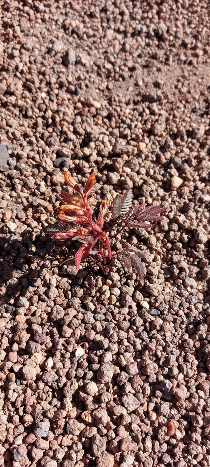 Hoffmannseggia eremophila photo 4