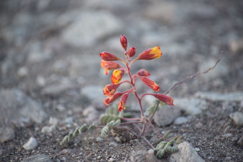 Hoffmannseggia eremophila photo 6