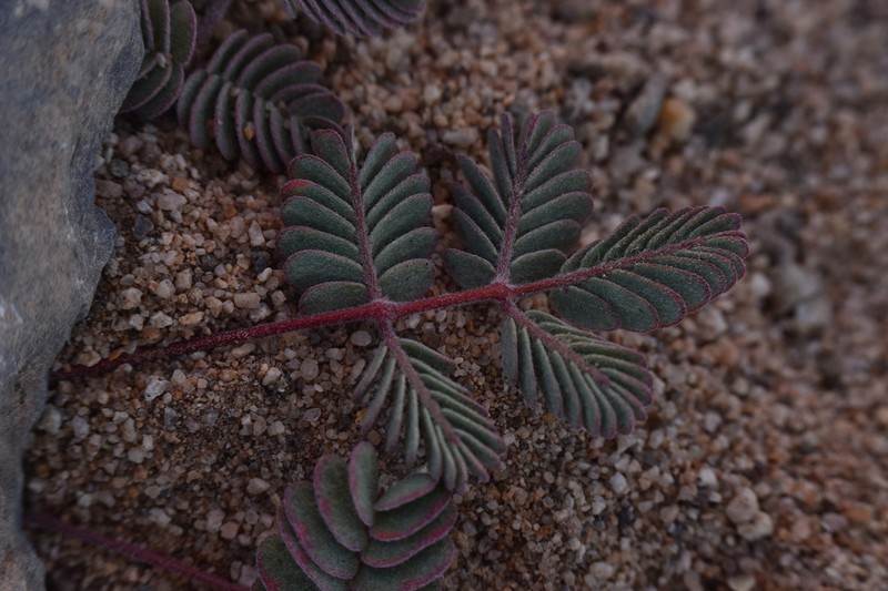 Hoffmannseggia eremophila photo 7
