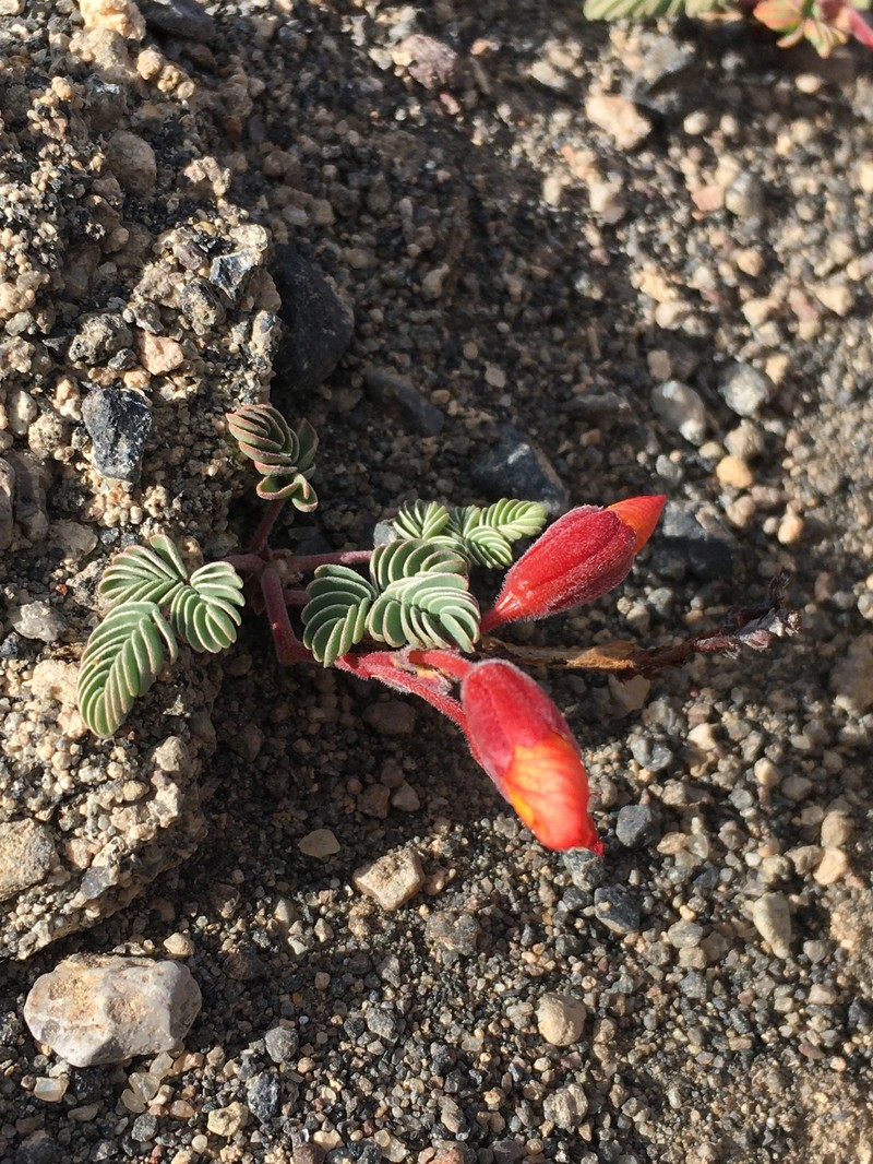 Hoffmannseggia eremophila photo 8