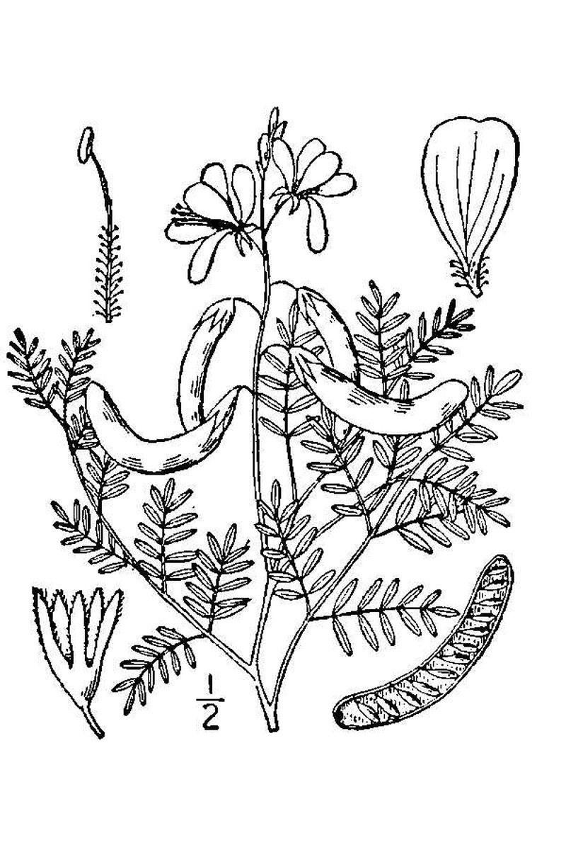 Indian Rushpea photo 3