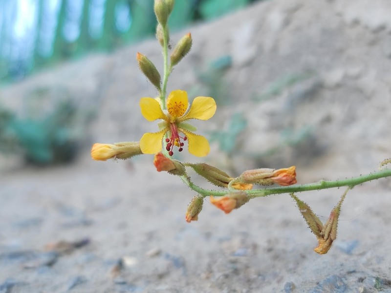 Indian Rushpea photo 3