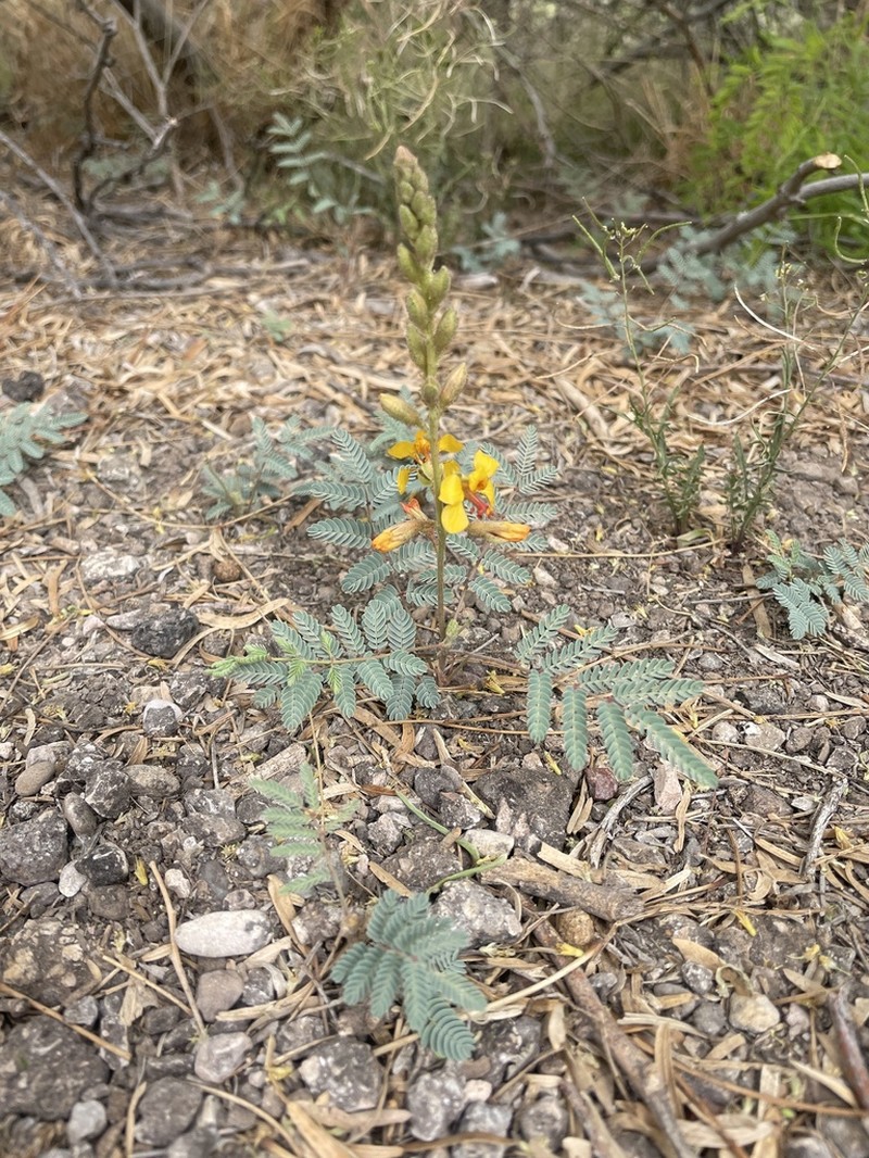 Indian Rushpea photo 4
