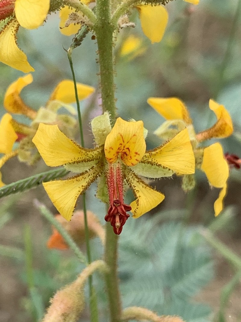Indian Rushpea photo 5