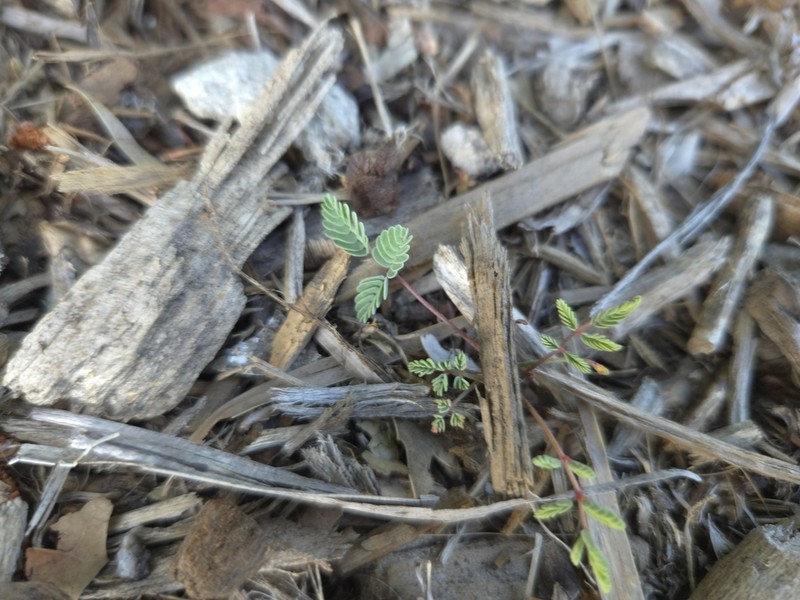 Indian Rushpea photo 6
