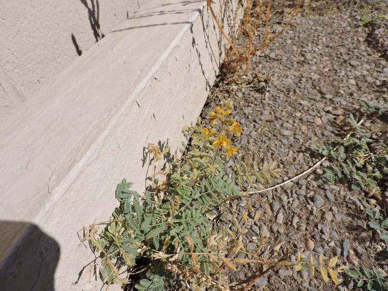 Indian Rushpea photo 7