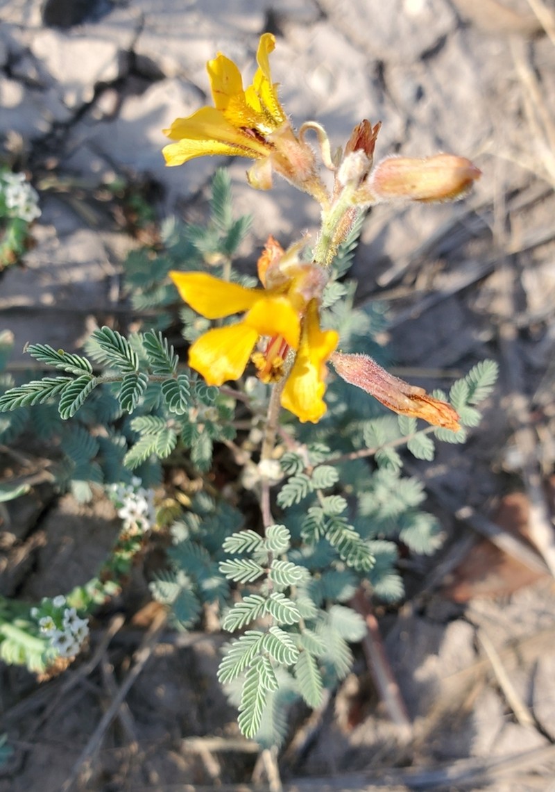 Indian Rushpea photo 8