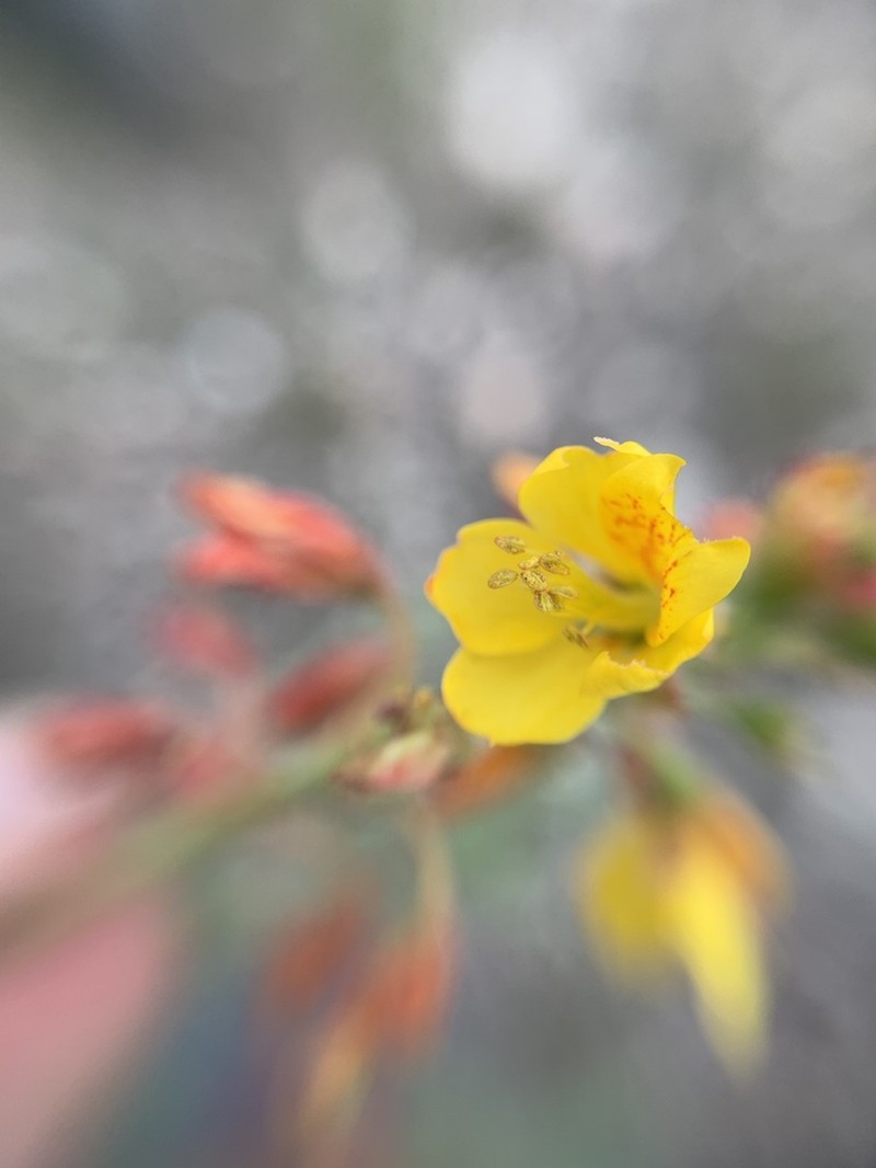 Hoffmannseggia humilis photo 2