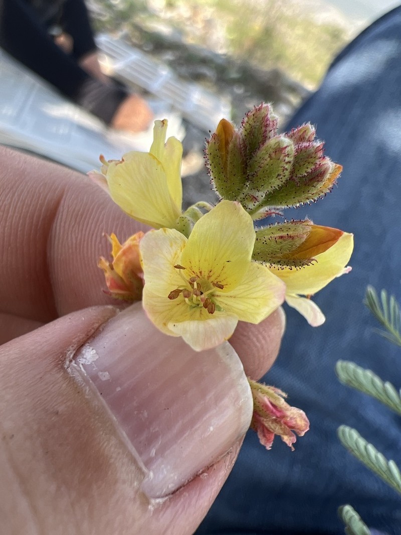 Hoffmannseggia humilis photo 4
