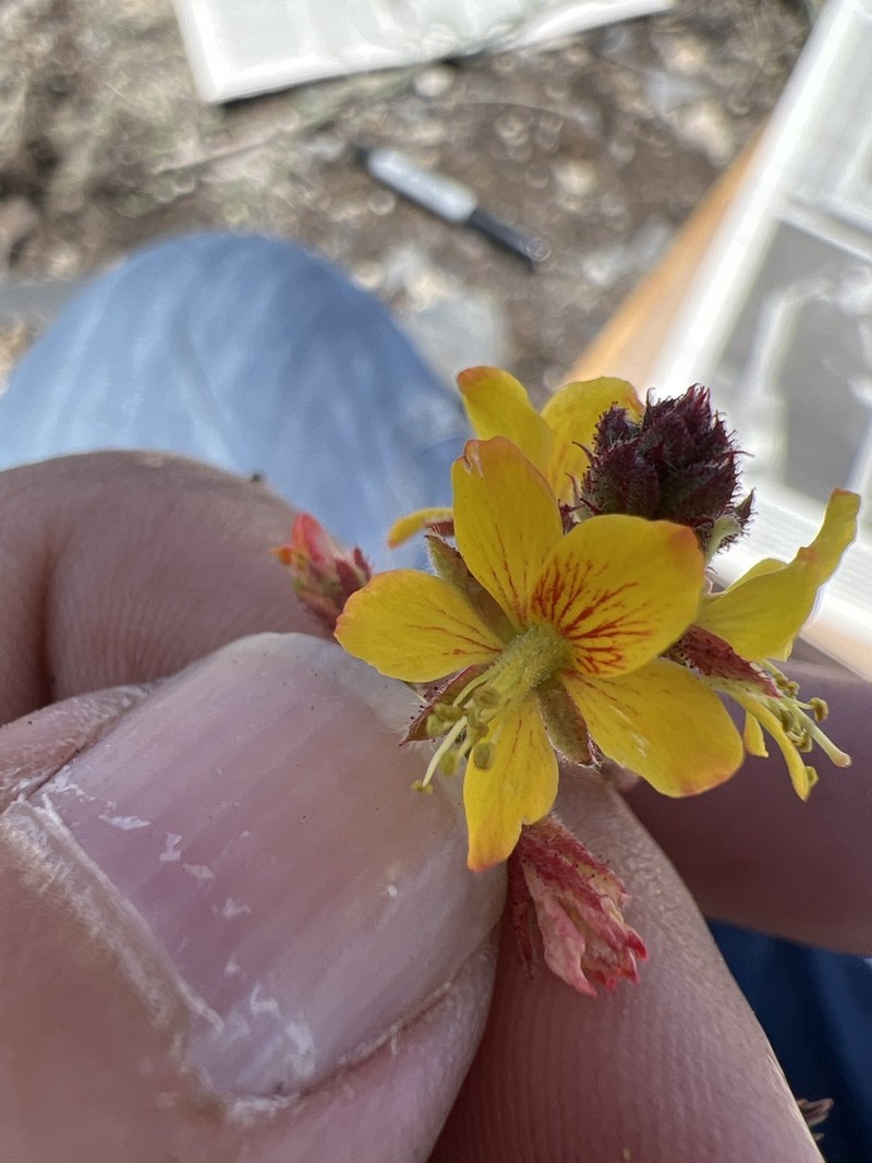 Hoffmannseggia humilis photo 5