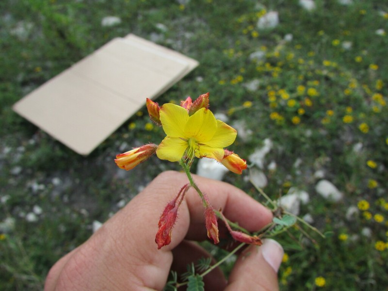 Hoffmannseggia humilis photo 6