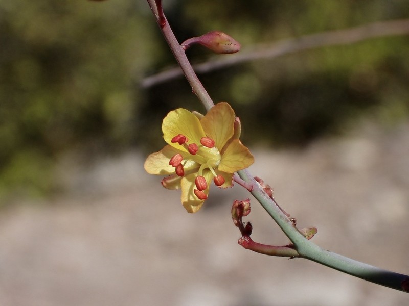 Hoffmannseggia intricata