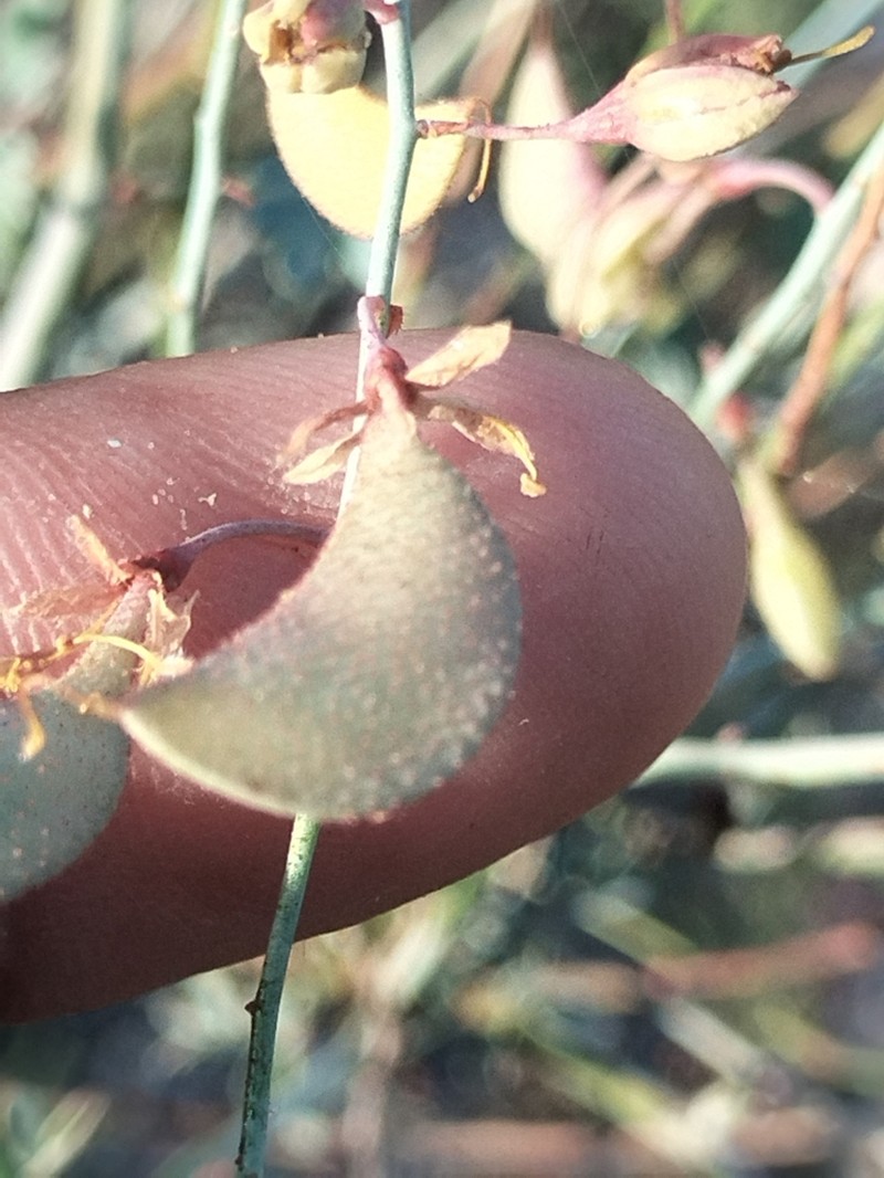 Hoffmannseggia intricata photo 4